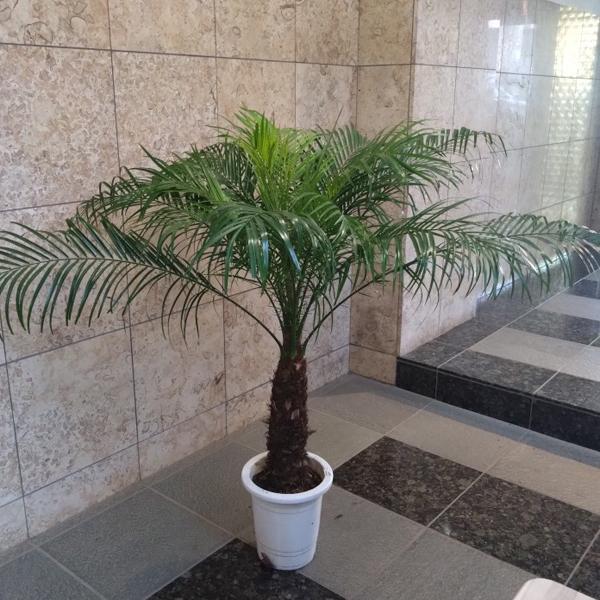 観葉植物 チビヤシ フェニックス ロベレニー 8号 120cm
