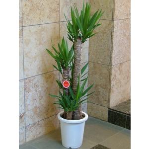 観葉植物 パキラ ねじねじ 8号 : 花の助 - 通販 - Yahoo!ショッピング