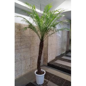 フェニックスロベレニーの商品一覧 通販 Yahoo ショッピング