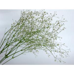 かすみ草 1本