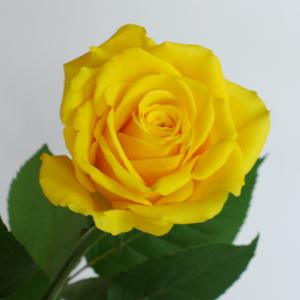 特選・黄色のバラの花束 1本