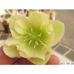 クリスマスローズ 苗 八重の商品一覧 通販 Yahoo ショッピング