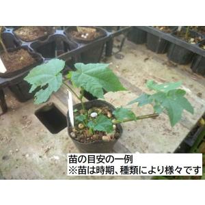 アブチロン ウキツリボク 苗の詳細画像1