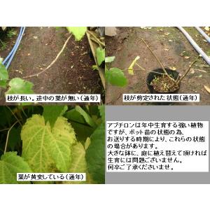 アブチロン ウキツリボク 苗の詳細画像2