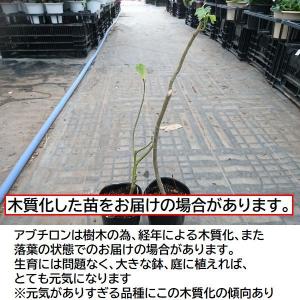 アブチロン ウキツリボク 苗の詳細画像3