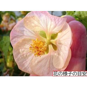 フクシア ファーストラブ 苗 : 花の館 ヤフー店 - 通販 - Yahoo