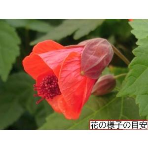 ホップ カスケード Cascade 3.5号苗 雌株 : 花の館 ヤフー店 - 通販