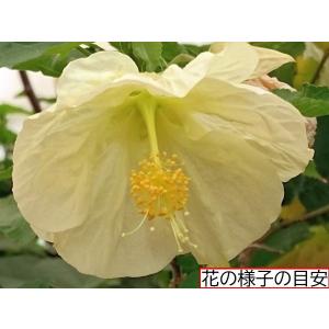 アブチロン　ベラシリーズ　バニラ　（薄いクリームのシェードカラー）苗