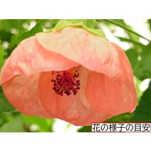 ホップ カスケード Cascade 3.5号苗 雌株 : 花の館 ヤフー店 - 通販