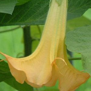 エンジェルストランペット 苗 黄花 Brug02 花の館 ヤフー店 通販 Yahoo ショッピング