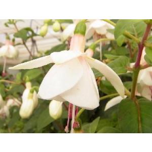 花1ガク0蕾2 開花株4号 剣弁多弁吉田多弁交配 吉田園芸生産 千重咲 超