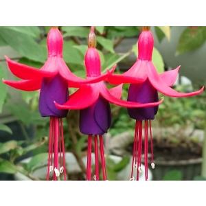 フクシア 苗 の商品一覧 花 ガーデニング 通販 Yahoo ショッピング