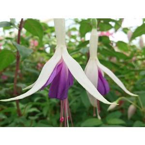 フクシア ニューファシネイション 苗 : 花の館 ヤフー店 - 通販