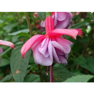 フクシア ティファニー 苗 : 花の館 ヤフー店 - 通販 - Yahoo!ショッピング