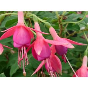花1ガク0蕾0 開花株4号 クォーターロゼット咲 超多弁 吉田園芸生産
