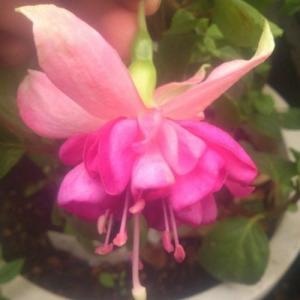 花1ガク0蕾2 開花株4号 アンティークピエラ吉田園芸生産 八重ダブル