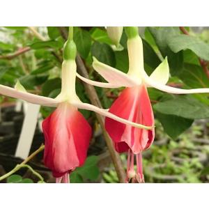 フクシア ニューファシネイション 苗 : 花の館 ヤフー店 - 通販