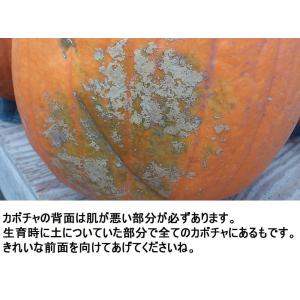 ハロウィン ジャックオーランタン用かぼちゃ 中...の詳細画像2
