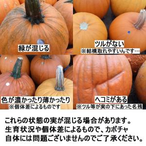 ハロウィン ジャックオーランタン用かぼちゃ 中...の詳細画像3
