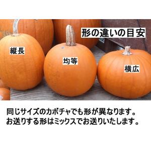 ハロウィン ジャックオーランタン用かぼちゃ 中...の詳細画像5