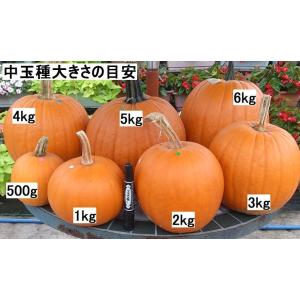 ハロウィン ジャックオーランタン用かぼちゃ 中...の詳細画像4