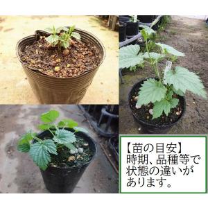 ホップ 信州早生 3.5号苗 日本品種岩手産 雌株の詳細画像1