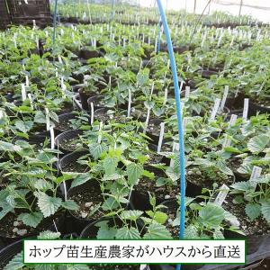 ホップ 信州早生 3.5号苗 日本品種岩手産 雌株の詳細画像2