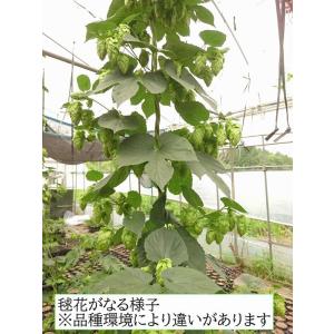 ホップ 信州早生 3.5号苗 日本品種岩手産 雌株の詳細画像4