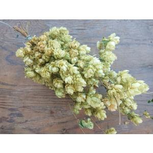 ホップ ゼウス Zeus（CTZ：Columbus, Tomahawk, and Zeus）3.5号苗