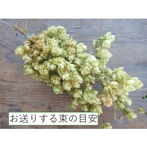 ホップドライフラワー 10本1束 飾り用に適し...の詳細画像1