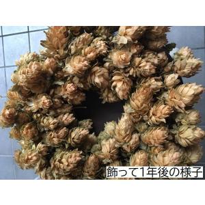 ホップドライフラワー 10本1束 飾り用に適し...の詳細画像5