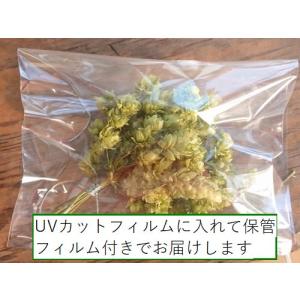 ホップドライフラワー 10本1束 飾り用に適し...の詳細画像2