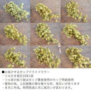 ホップドライフラワー 10本1束 飾り用に適し...の詳細画像3