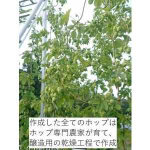 ホップドライフラワー 10本1束 飾り用に適し...の詳細画像4