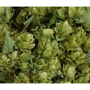 ホップ ゼウス Zeus（CTZ：Columbus, Tomahawk, and Zeus）3.5号苗