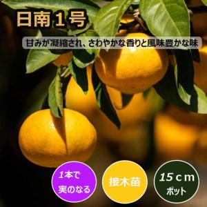 みかん 苗木 麗紅 オレンジ 3年生接木大苗 産地で剪定済 1.0m苗 登録