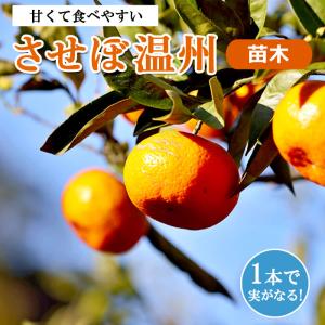 みかん 苗木 石地中生温州みかん 3年生接木大苗 産地で剪定済 1.0m苗