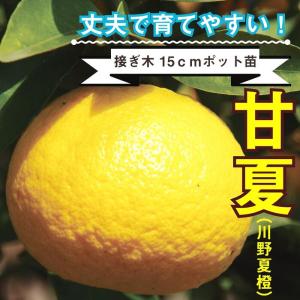 日向夏 （ ニューサマーオレンジ ） 接ぎ木 15cmポット苗【 送料無料