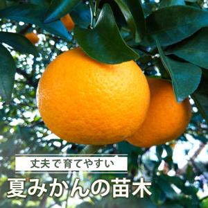 日向夏 （ ニューサマーオレンジ ） 接ぎ木 15cmポット苗【 送料無料