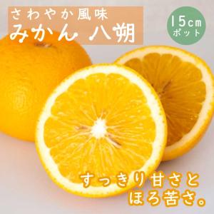 はっさく 苗木 【紅八朔 （べにはっさく）】 3年生 接ぎ木 約1.0m 大苗