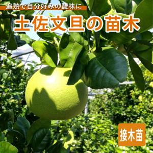 晩白柚 苗 【晩白柚 （ばんぺいゆ）】 5年生 接ぎ木 大苗 : 苗木の専門