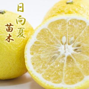 ドット 日向夏 送料無料 15cmポット苗【 接ぎ木 ） ニューサマーオレンジ （ 日向夏 苗木 5年生 ニューサマーオレンジ 果樹