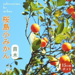 □優良2年生大苗□ みかん 苗木 【種なし小みかん 無核紀州 （むかくき