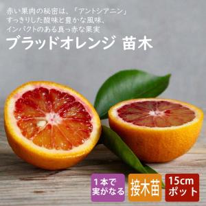 ブラッドオレンジ 苗木 タロッコ 3年生接木大苗 産地で剪定済 1.0m苗