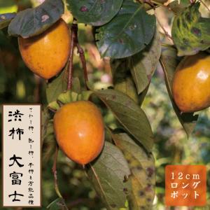 渋柿 苗 大富士（おおふじ） 果樹 苗木 接木 苗 12ｃｍロングポット 完全渋柿 送料無料 家庭栽培 カキ かき 柿