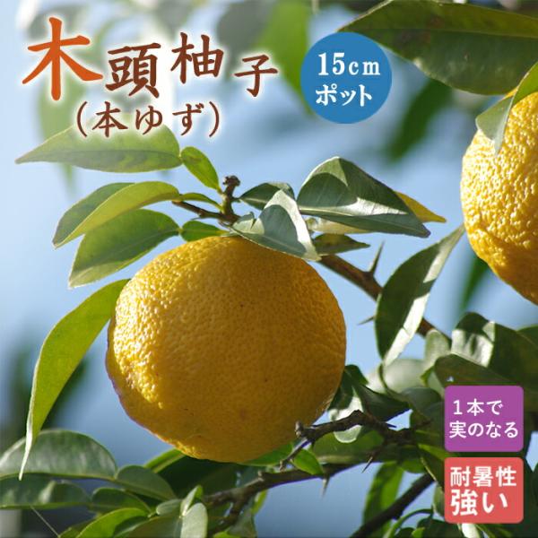 ゆず 苗木 木頭柚子 15ｃｍポットユズ 本柚子 接木 柑橘 苗木 自家結実性 柚子 送料無料