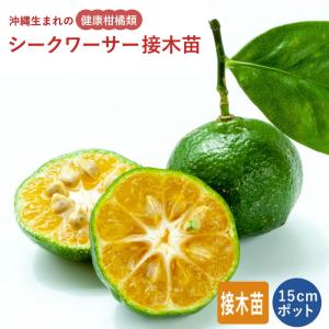 沖縄柑橘 タルガヨー ：果樹苗 柑橘苗 苗木 接木 苗 みかん 沖縄