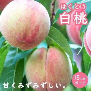 桃の苗木 つきかがみ（桃）：果樹苗 桃の苗木 : 日本花卉ガーデン
