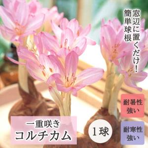 【８月上旬より発送・早割】 一重咲き コルチカム 球根 1球 イヌサフラン 水なし 土なし でも開花 簡単 育てやすい 夏植え 秋咲き 花の大和