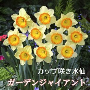 【10月上中旬より発送・早割】 水仙 球根 ガーデンジャイアント 2球 大 カップ咲き スイセン 秋植え プランター栽培 寄せ植え 花の大和